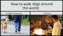 wokdog.jpg
