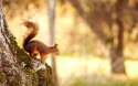 squirrel-2880x1800.jpg