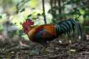 Red_Junglefowl.jpg