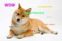 doge pronounce.jpg