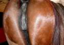 mare-pussy.jpg