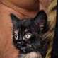 gronkowski-espn-kittens__oPt~3.jpg