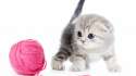 kitten_ball_thread_white_background_95135_602x339.jpg