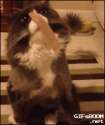 1b04774f-320e-4462-8f49-c379575c1f3f.gif