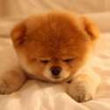 Boo-the-dog-Sleepy-150x150.jpg