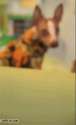 dogdance.gif