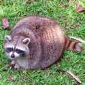 raccoon.jpg