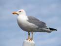 seagull_300px_jpg_300x10000_q85.jpg