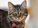 100691619-what-is-cat-fostering-632x475.jpg