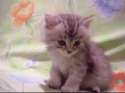 (5).gif