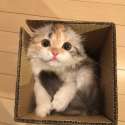 FurBall.jpg