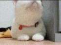 Kitties+dont+_5f445804b015211d7d9a84b69f994ced.gif