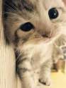 119339-animal-lovers-cute-little-kitty.jpg