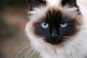 birman.jpe.jpg