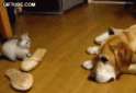 (81).gif