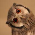 owl.jpg