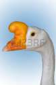 goose.jpg