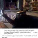 cats.jpg