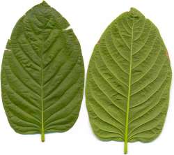 Kratom_leafes.jpg