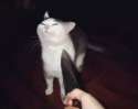 cat.jpg