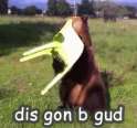 image.gif