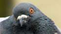 pigeon.jpg