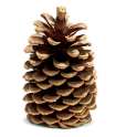 pinecone.jpg