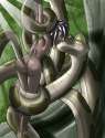 kaa.jpg