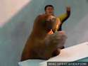walrus-sax.gif