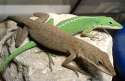 Anolis.jpg