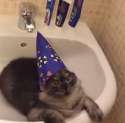 Wizard cat.png