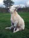 doggo.jpg