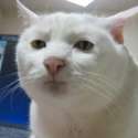 Serious Cat.jpg