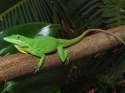 white-lipped-anole-for-sale.jpg