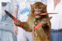 monkeyshank.jpg