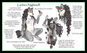 1325883104.luthiennightwolf_2012refsheet.jpg