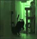 1465515724930.gif