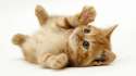 playful-kitten-6683.jpg