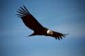 condor.jpg