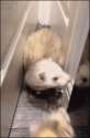 Ferret-falls-stuck.gif