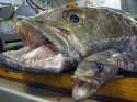 toothfish_catch.jpg