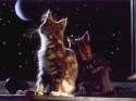 Kitties leaning on each other and looking up at the heavens.jpg