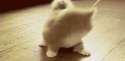 1334685553006.gif