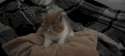 1334685929002.gif