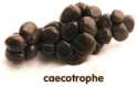 caecotrophes.jpg