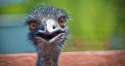 emu-banner.jpg