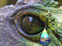 crocodile tears.jpg