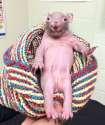 rat2.jpg