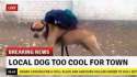 doggo.jpg