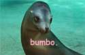 bumbo.jpg